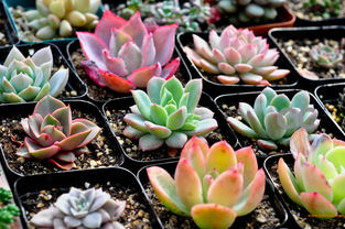 易种植美人梅，江苏优质品种供应指南
