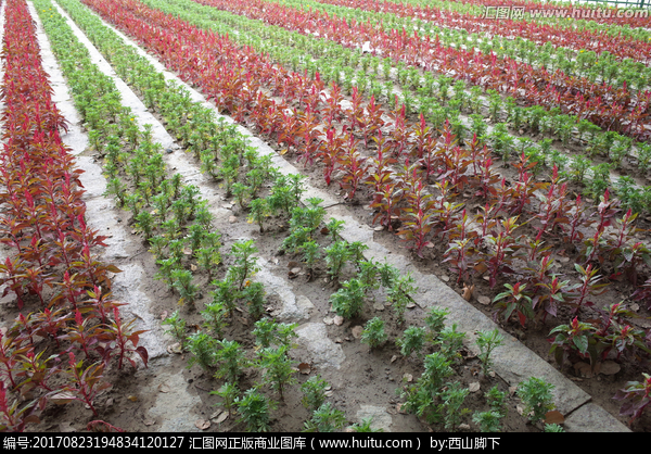 花卉种植基地全指南 从选址规划到种植养护的实战手册