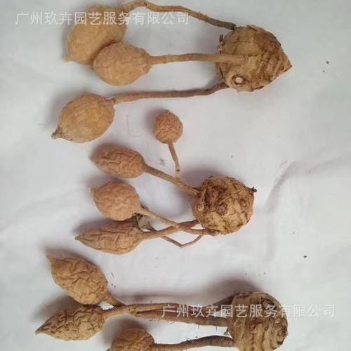 姜荷花种球种植指南 从球根到绽放，点亮客厅阳台的绿色风情