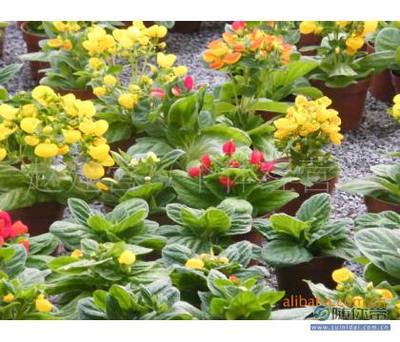 齐鲁花韵——青州市赵建营花卉苗木种植专业合作社蒲包花与荷包花种植纪实